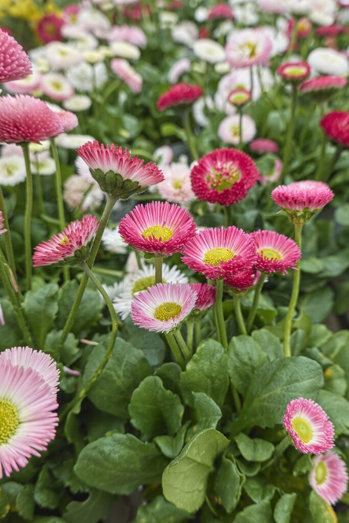 Premium Pink Bellis Perennis Flower seeds for Planting Premium Quality, Heirloom & GMO Free Seeds for Home Garden seeds