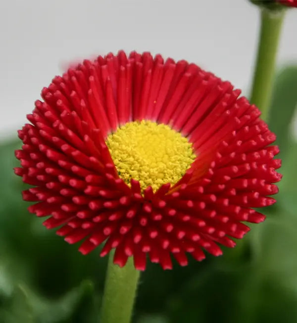 Red Bellis Flower seeds for Planting Bright Blooms, Heirloom & GMO Free Seeds for Home Garden seeds for planting