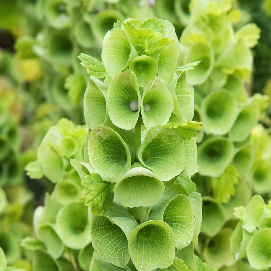 Bells (Bells of) seeds for planting in home garden