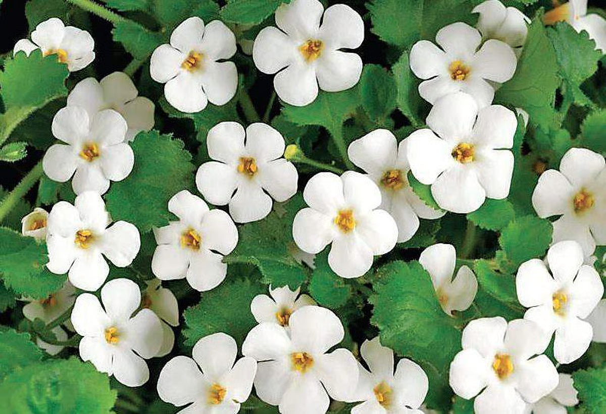 Premium Bacopa Flower seeds for Planting Sun Loving, Heirloom & GMO Free Seeds for Home Garden seeds