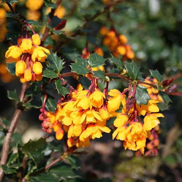 Yellow Darwinii Flower seeds for Planting Wildflower Mix, Heirloom & GMO Free Seeds for Home Garden vegetable and garden seeds