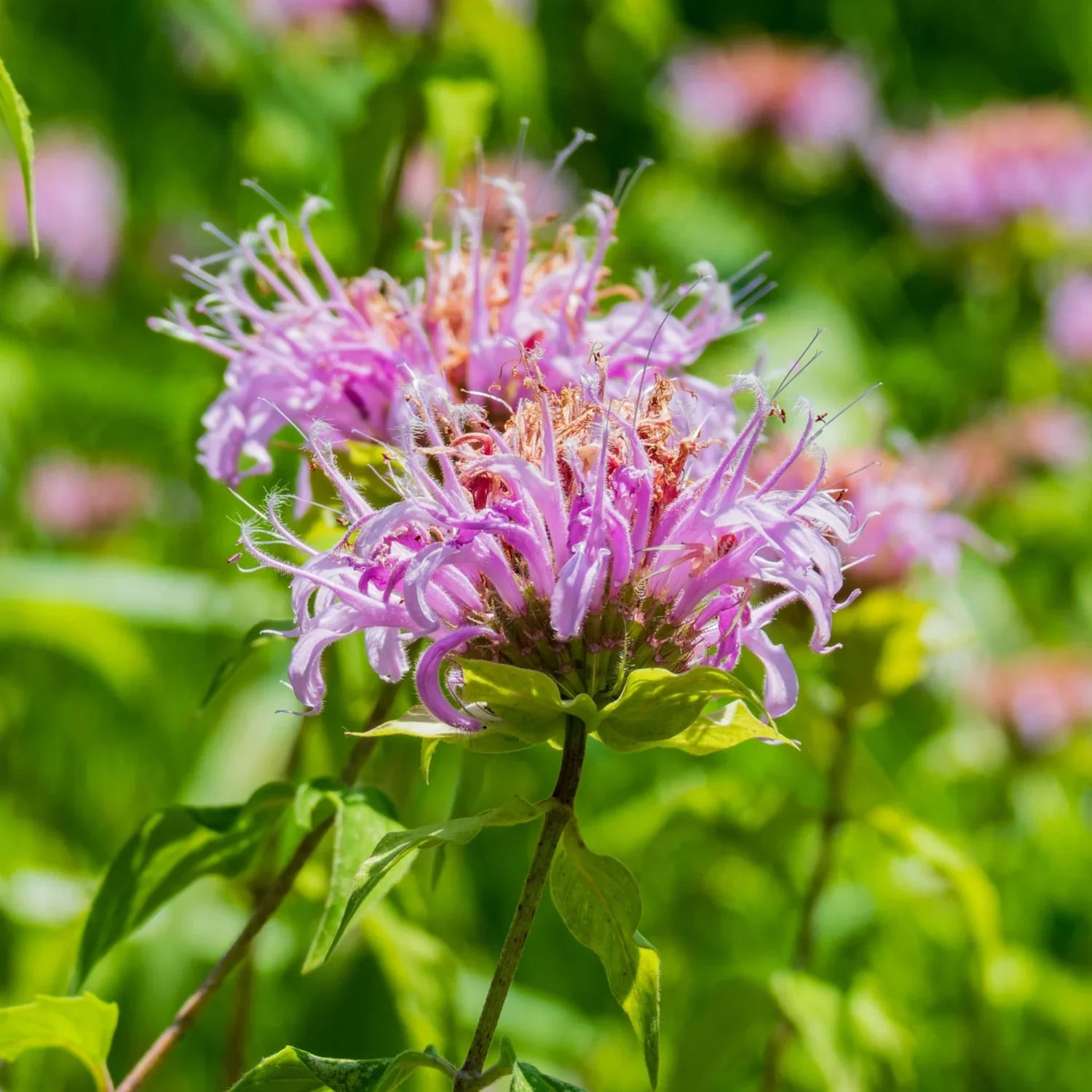 Lavender Lemon Mint Flower seeds for Planting Low Maintenance, Heirloom & GMO Free Seeds for Home Garden seeds for planting