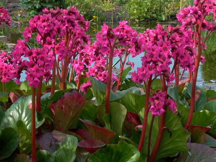 High quality Red Bergenia Cordifolia Flower seeds for Planting Compact Growth, Heirloom & GMO Free Seeds for Home Garden seeds pack