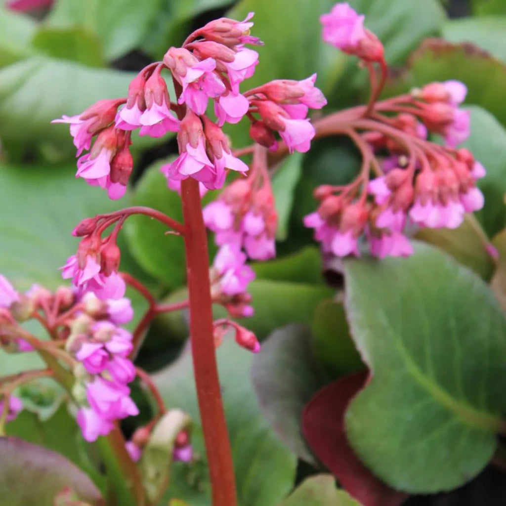 Premium Red Bergenia Cordifolia Flower seeds for Planting Compact Growth, Heirloom & GMO Free Seeds for Home Garden seeds