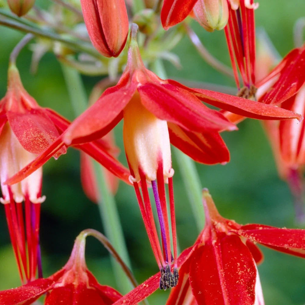 Premium Orange Coral Drops Flower seeds for Planting Vibrant Colors, Heirloom & GMO Free Seeds for Home Garden seeds