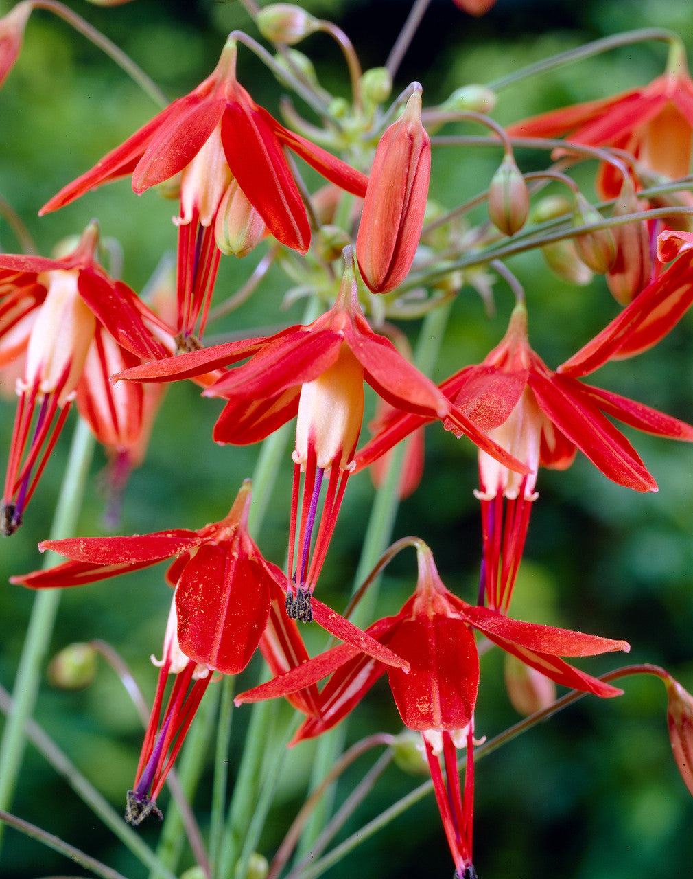 Orange Coral Drops Flower seeds for Planting Vibrant Colors, Heirloom & GMO Free Seeds for Home Garden seeds for planting