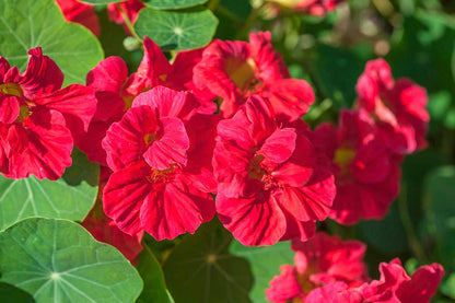 Red Hanging Nasturtium Flower seeds for Planting Colorful Display Heirloom & GMO Free Seeds for Home Garden