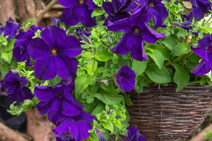 Hanging Petunia Flower Seeds For Planting Pink Violet - Perfect Colorful And Dynamic Gardens
