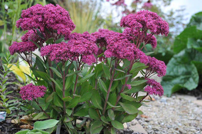 Sedum Flower seeds for Planting Fragrant Blossoms Heirloom & GMO Free Seeds for Home Garden