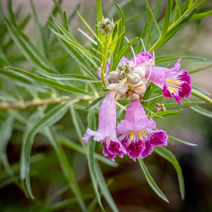 Chilopsis Flower seeds for Planting Colorful Display Heirloom & GMO Free Seeds for Home Garden
