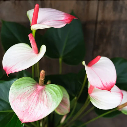 Green Pink Anthurium Andraeanum Flower Seeds Flower seeds for Planting Long Bloom Season Heirloom & GMO Free Seeds for Home Garden