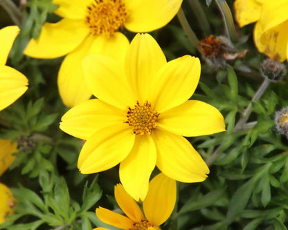 Bidens Ferulifolia Flower seeds for Planting Colorful Display Heirloom & GMO Free Seeds for Home Garden