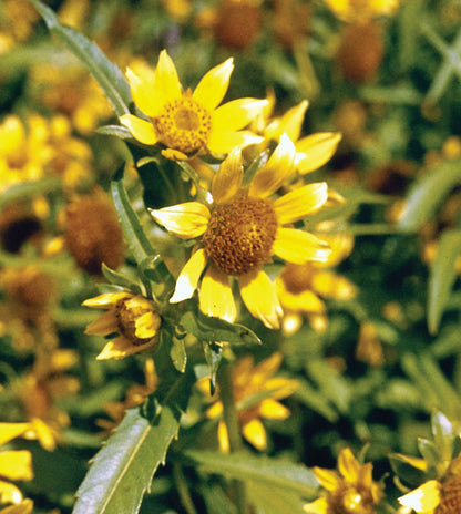 Bidens Cernua Flower seeds for Planting Cut Flower Favorite Heirloom & GMO Free Seeds for Home Garden