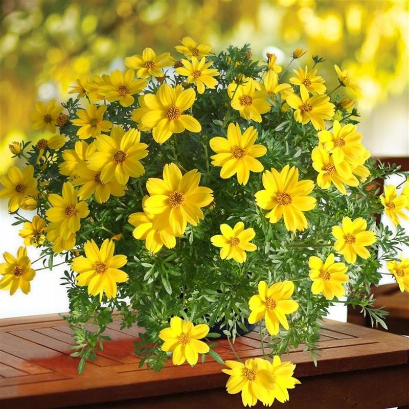 High quality Yellow Bidens Flower seeds for Planting Low Maintenance, Heirloom & GMO Free Seeds for Home Garden seeds pack