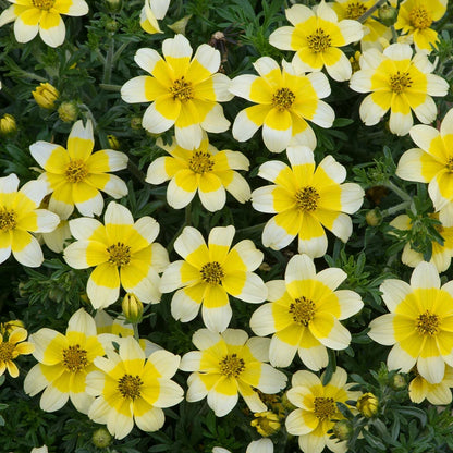 Bidens Golden Eye Flower seeds for Planting Hardy Variety Heirloom & GMO Free Seeds for Home Garden
