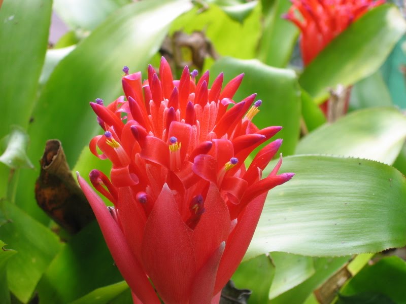Red Bromeliad Flower seeds for Planting Easy to Grow, Heirloom & GMO Free Seeds for Home Garden vegetable and garden seeds