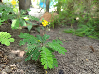 Biophytum Flower seeds for Planting - Garden Favorite, Heirloom & GMO Free Seeds for Home Garden