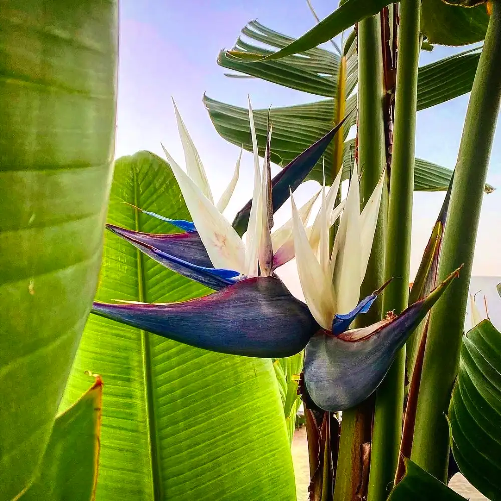 Premium White Strelitzia Reginae House Flower seeds for Planting Fragrant Blossoms, Heirloom & GMO Free Seeds for Home Garden seeds