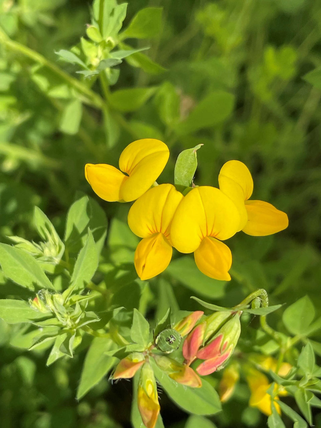 Birdsfoot Flower seeds for Planting Sun Loving, Heirloom & GMO Free Seeds for Home Garden vegetable and garden seeds