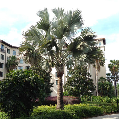 Bismarck Palm Tree Seeds For Planting - Exotic Tropical Garden Addition