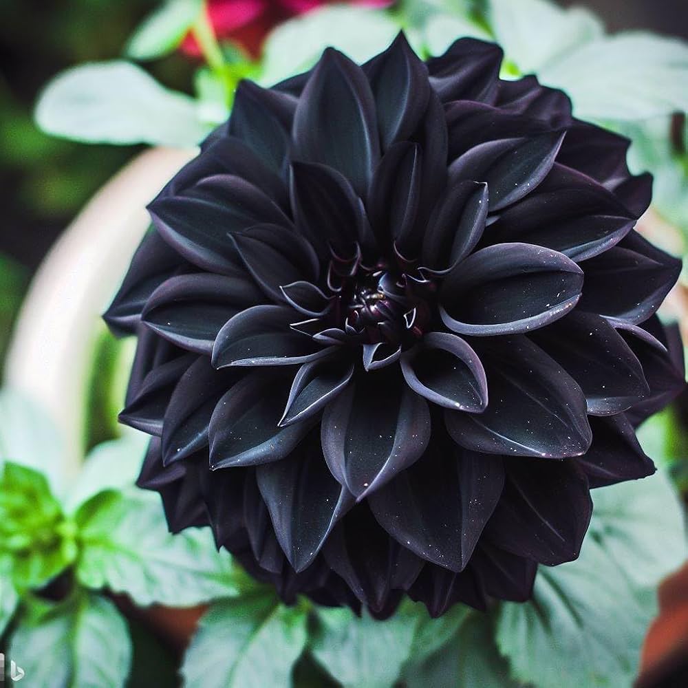 Black Pompon Dahlia Flower seeds for Planting Shade Tolerant, Heirloom & GMO Free Seeds for Home Garden seeds for planting