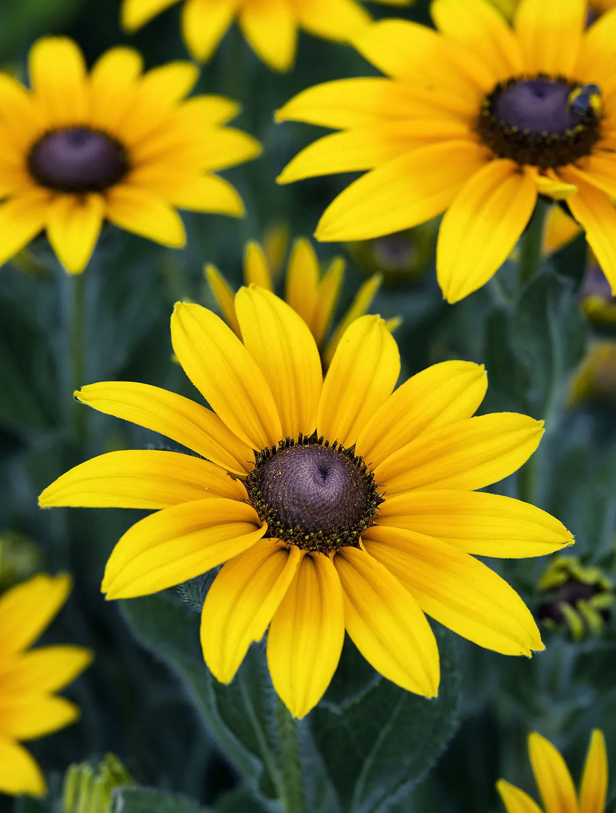 Eyed Flower seeds for Planting Cottage Garden Essential Heirloom & GMO Free Seeds for Home Garden
