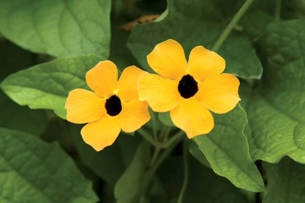 High quality Susan Flower seeds for Planting Drought Tolerant, Heirloom & GMO Free Seeds for Home Garden seeds pack