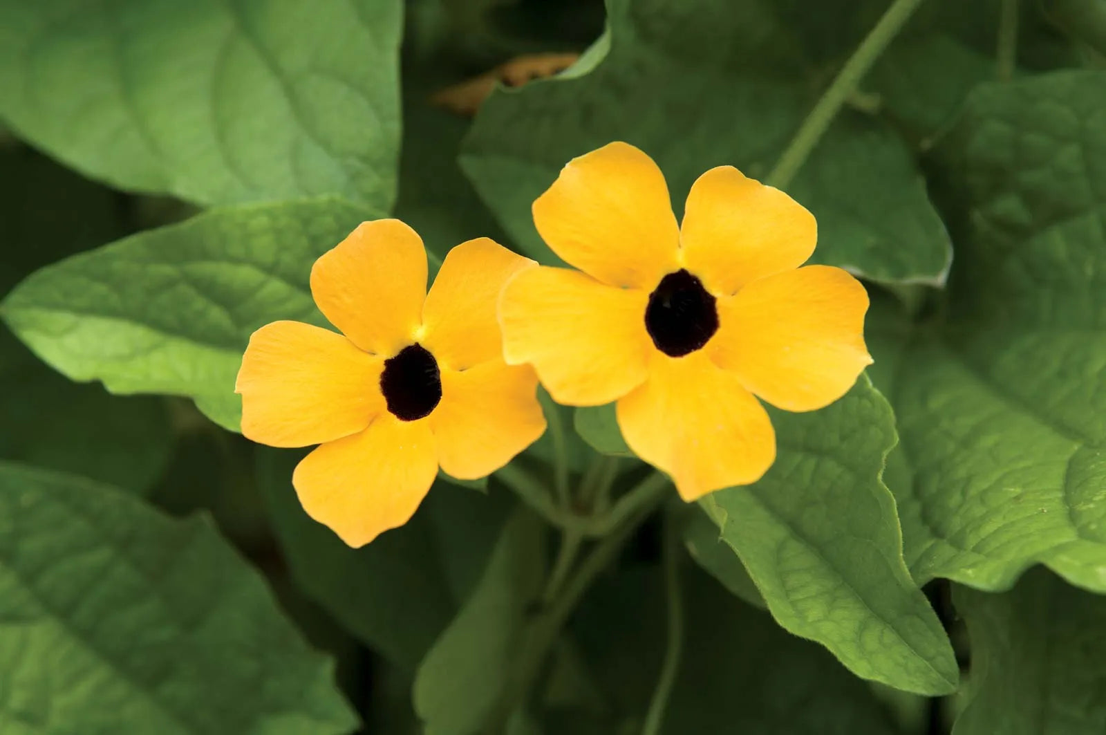 High quality Susan Flower seeds for Planting Drought Tolerant, Heirloom & GMO Free Seeds for Home Garden seeds pack