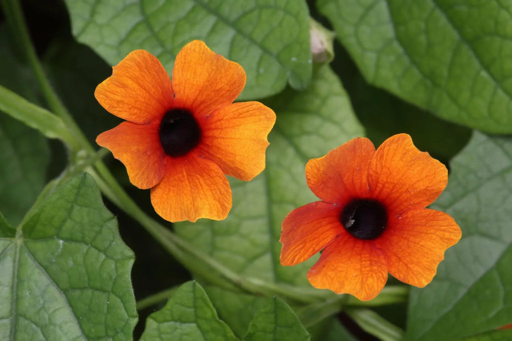Premium Mixed Thunbergia Flower seeds for Planting Bright Blooms, Heirloom & GMO Free Seeds for Home Garden seeds