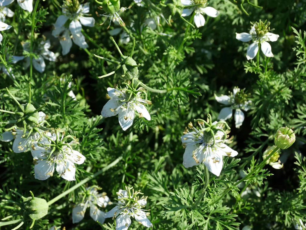 High quality White Autumn Flower seeds for Planting Premium Quality, Heirloom & GMO Free Seeds for Home Garden seeds pack