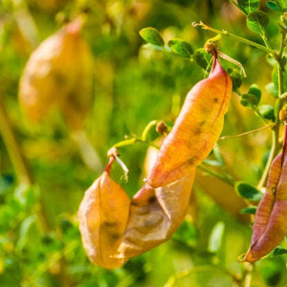 Non-GMO Bladder Senna Bush Plants
