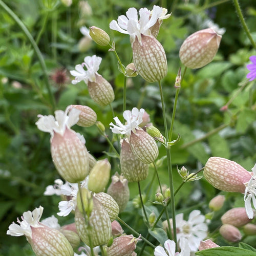 Premium Campion Flower seeds for Planting Wildflower Mix, Heirloom & GMO Free Seeds for Home Garden seeds