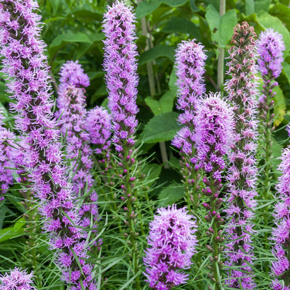 Blazing Flower seeds for Planting Colorful Display Heirloom & GMO Free Seeds for Home Garden