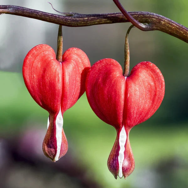 Premium Red Bleeding Heart Flower seeds for Planting Sun Loving, Heirloom & GMO Free Seeds for Home Garden seeds
