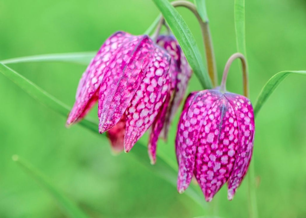 Premium Pink Fritillaria Flower seeds for Planting Shade Tolerant, Heirloom & GMO Free Seeds for Home Garden seeds