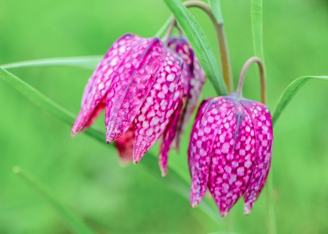 Premium Pink Fritillaria Flower seeds for Planting Shade Tolerant, Heirloom & GMO Free Seeds for Home Garden seeds