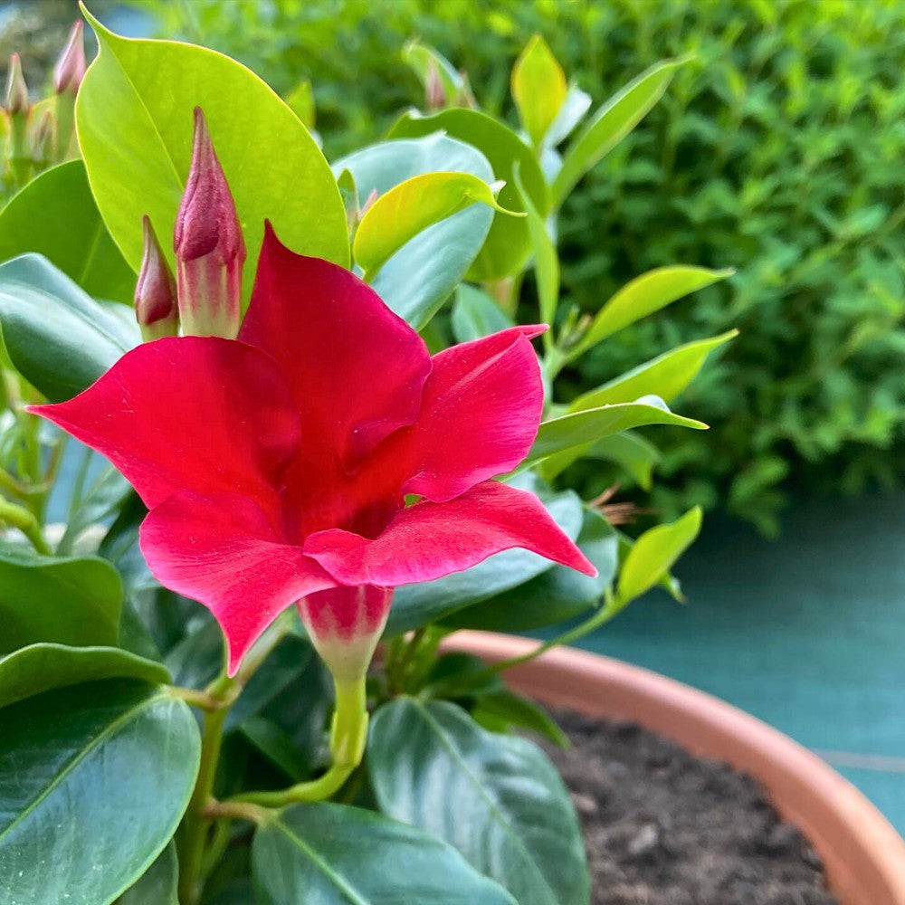 Dipladenia Flower seeds for Planting Colorful Display Heirloom & GMO Free Seeds for Home Garden vegetable and garden seeds