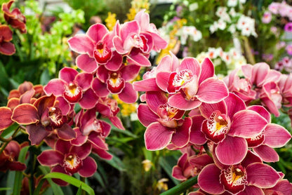 Cymbidium Flower seeds for Planting Hardy Variety Heirloom & GMO Free Seeds for Home Garden
