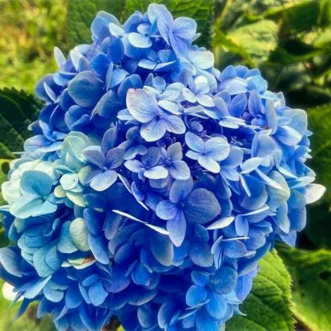 Premium Deep Blue Hydrangea Flower seeds for Planting Bright Blooms, Heirloom & GMO Free Seeds for Home Garden seeds