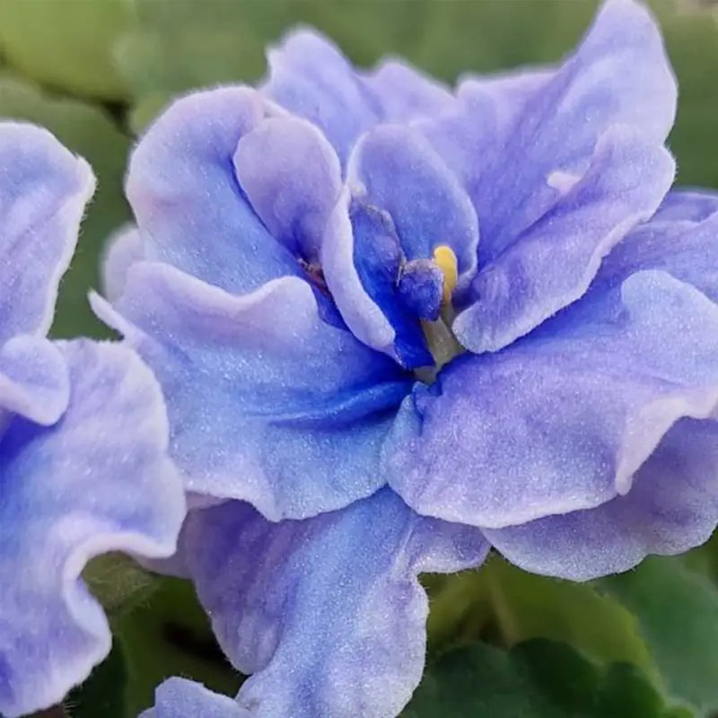 Premium Sky Blue Saintpaulia Flower seeds for Planting Easy to Grow, Heirloom & GMO Free Seeds for Home Garden seeds