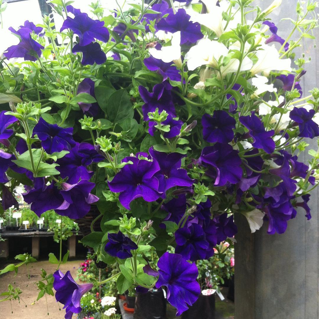 Blue Petunia Wave Flower seeds for Planting - Perfect for Borders, Heirloom & GMO Free Seeds for Home Garden