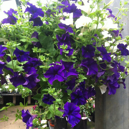 Blue Petunia Wave Flower seeds for Planting - Perfect for Borders, Heirloom & GMO Free Seeds for Home Garden