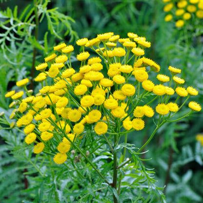 Helichrysum Flower seeds for Planting Perfect for Borders Heirloom & GMO Free Seeds for Home Garden