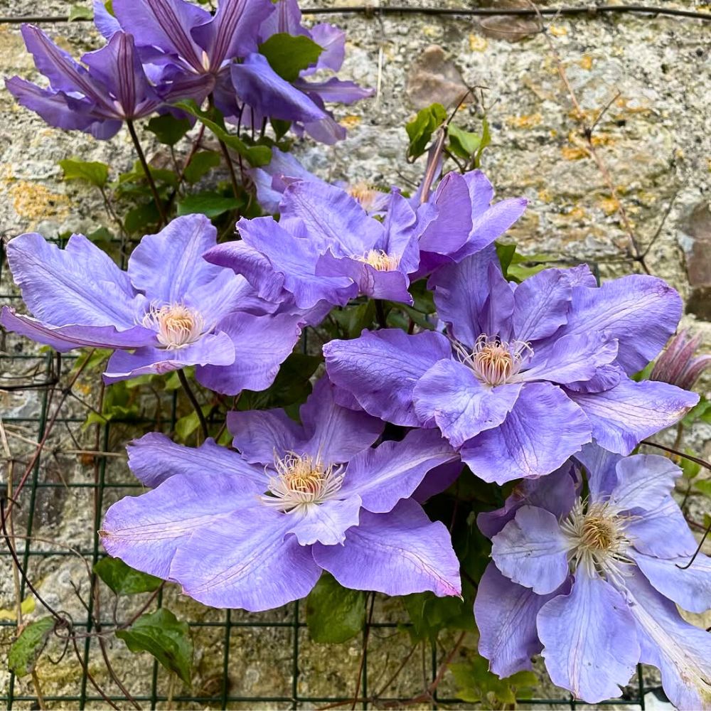 Premium Sky Blue Clematis Hybridas Flower seeds for Planting Garden Favorite, Heirloom & GMO Free Seeds for Home Garden seeds