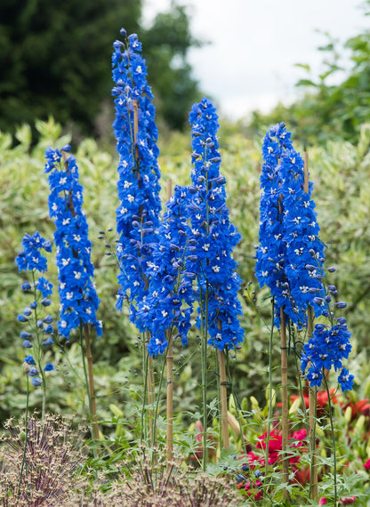 Vibrant Turquoise Flower Seeds For Colorful Planting