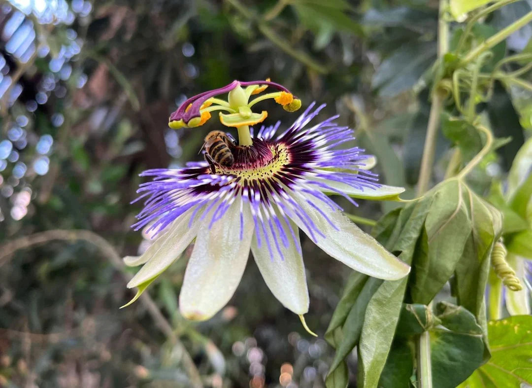 Sky Blue White Passion Flower seeds for Planting Fragrant Blossoms Heirloom & GMO Free Seeds for Home Garden