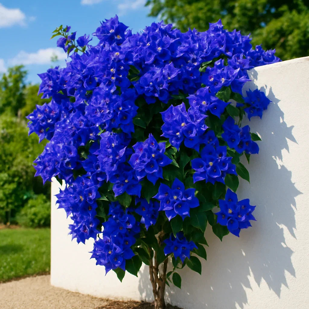 Non-GMO Bougainvillea Seeds for Gardening