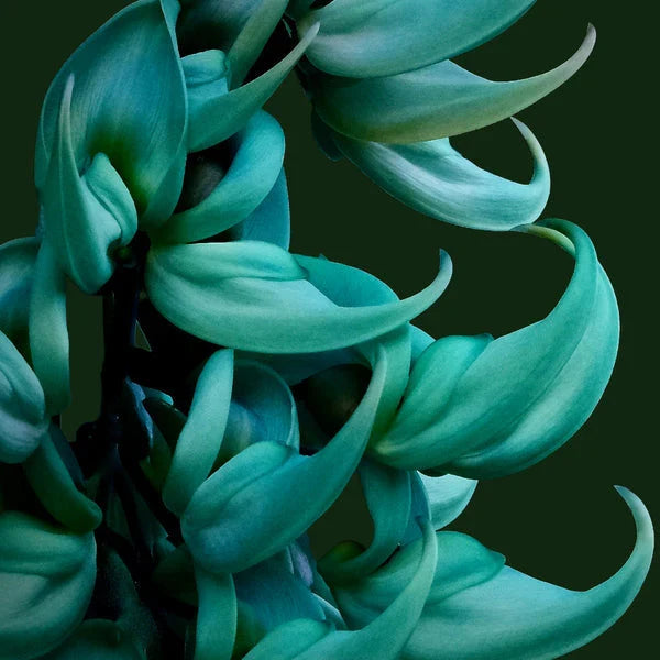 Premium Endangered Jade Flower seeds for Planting Seasonal Bloomer, Heirloom & GMO Free Seeds for Home Garden seeds