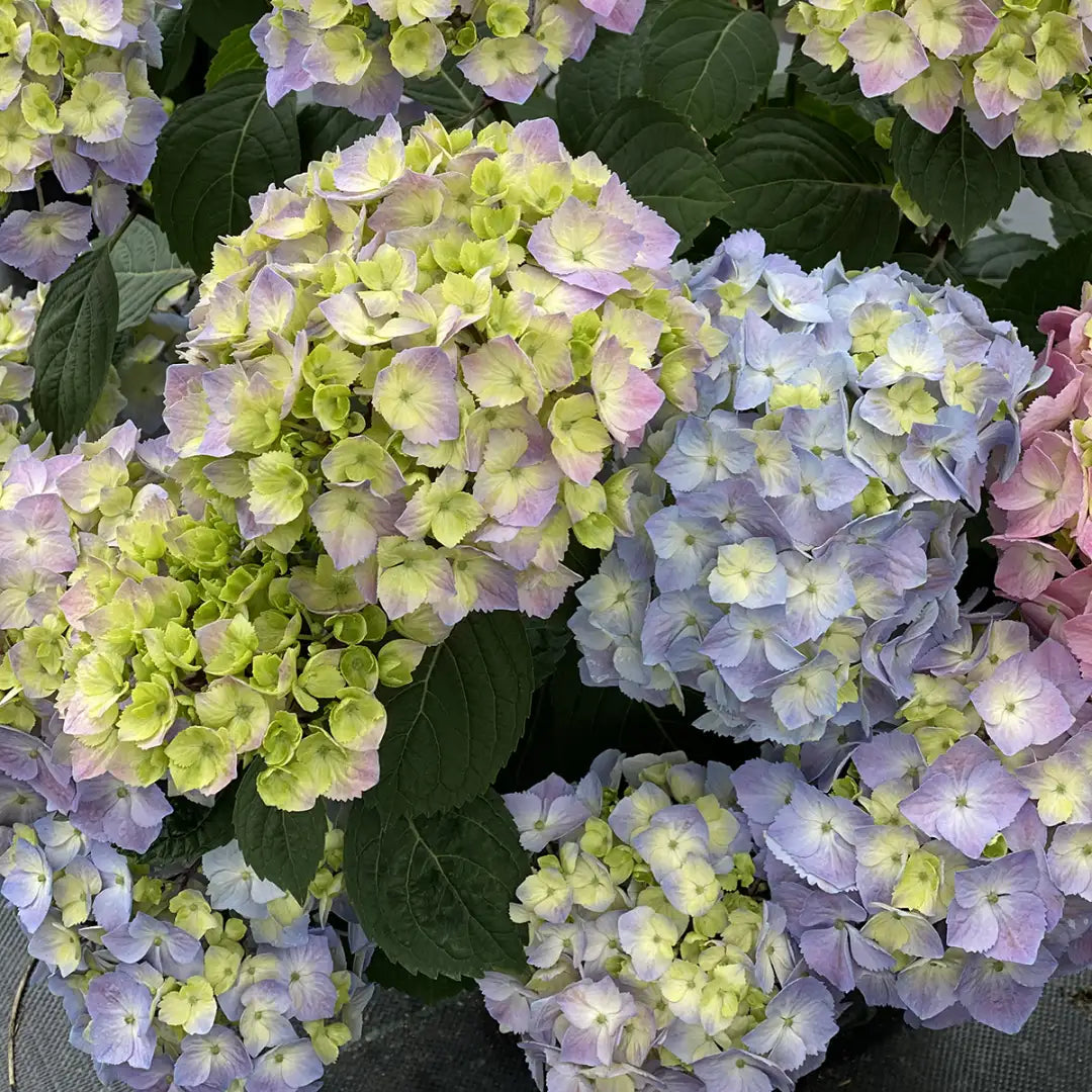 Non-GMO Blue and Yellow Hydrangea Plants
