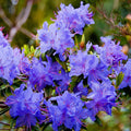 Purple Azaleas Flower seeds for Planting Bright Blooms, Heirloom & GMO Free Seeds for Home Garden seeds for planting